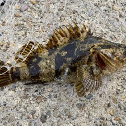 巨大タケノコ出現！